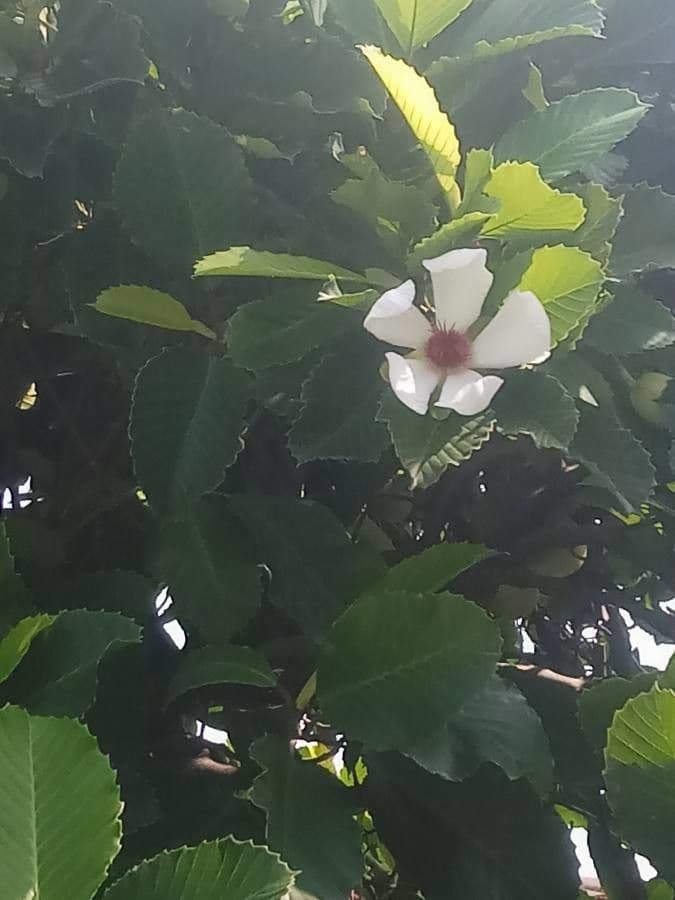 Dillenia 7