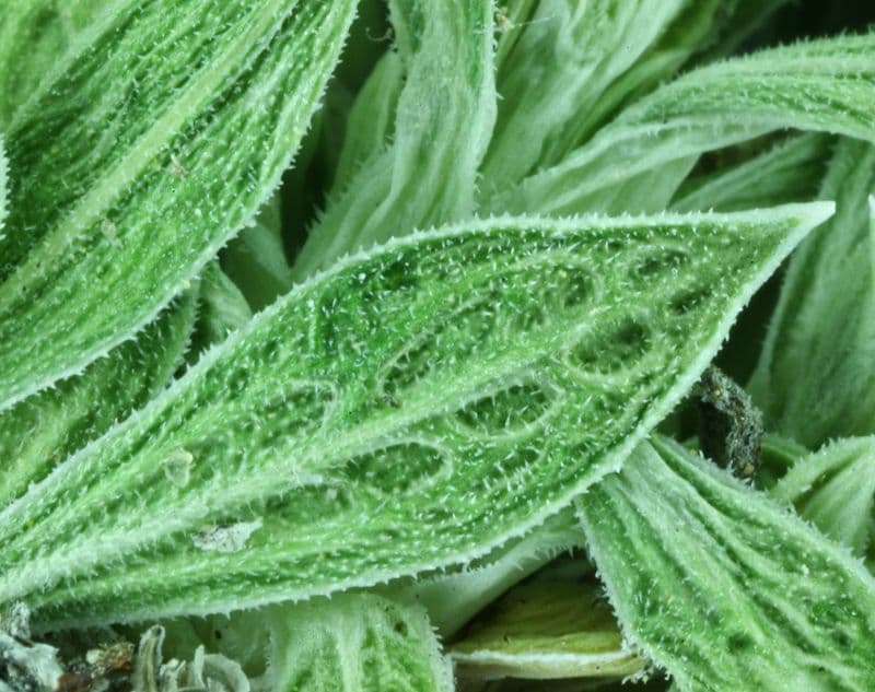 Stenotus acaulis 18