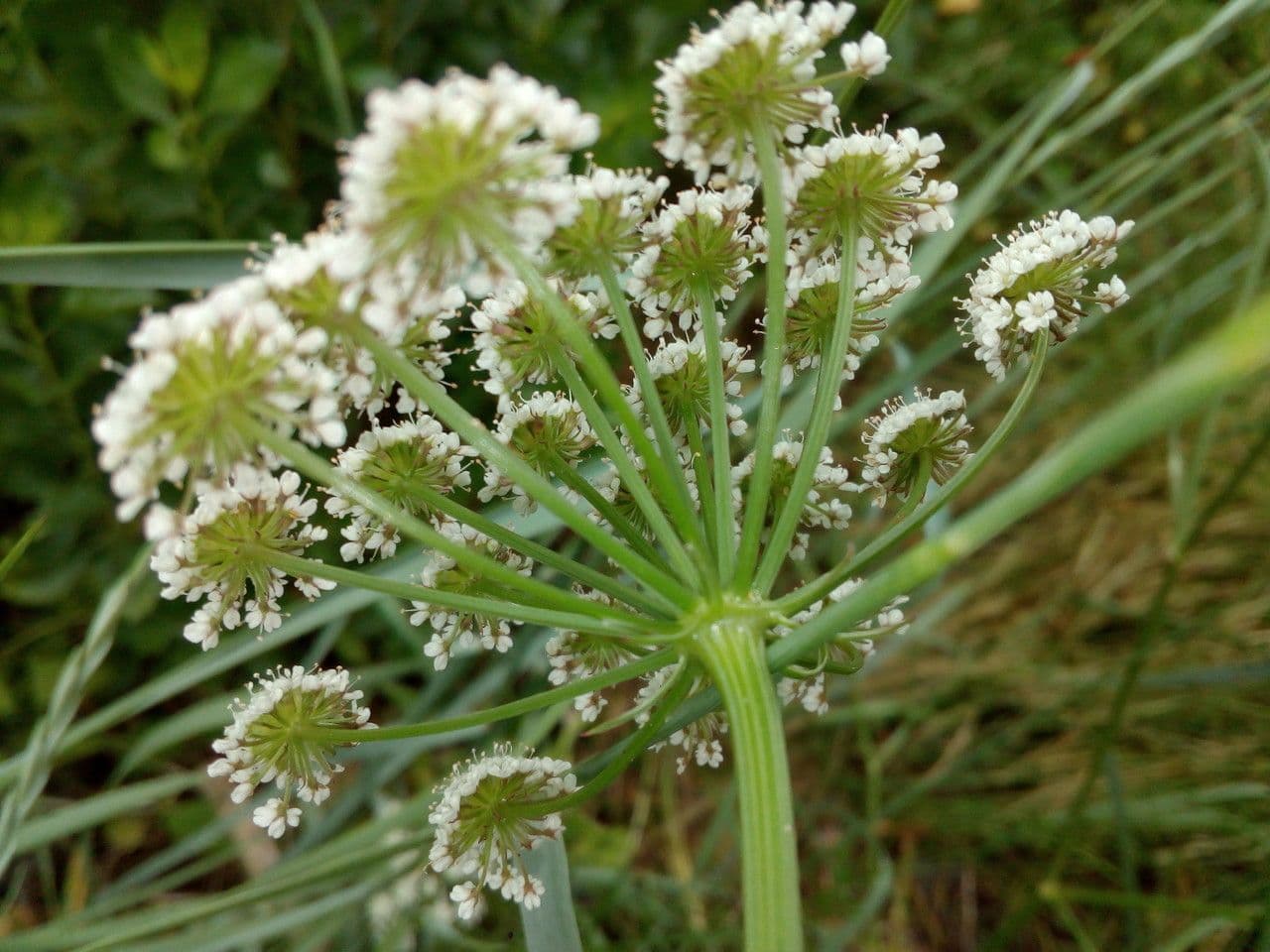 Oenanthe 3
