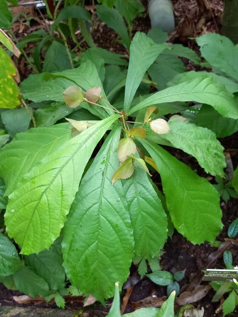 Dalechampia 11