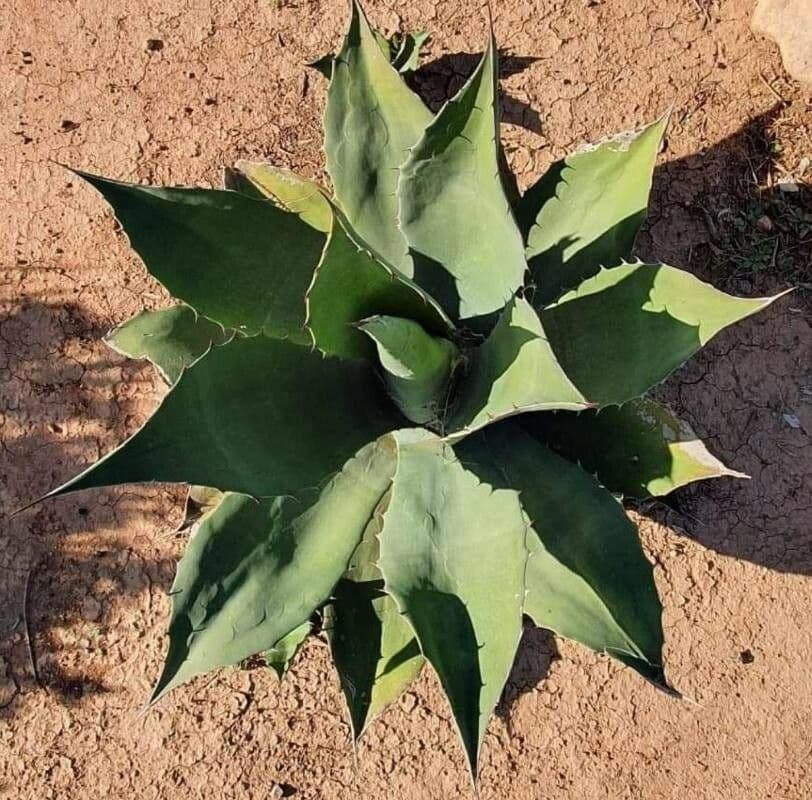 Havard-Agave 10