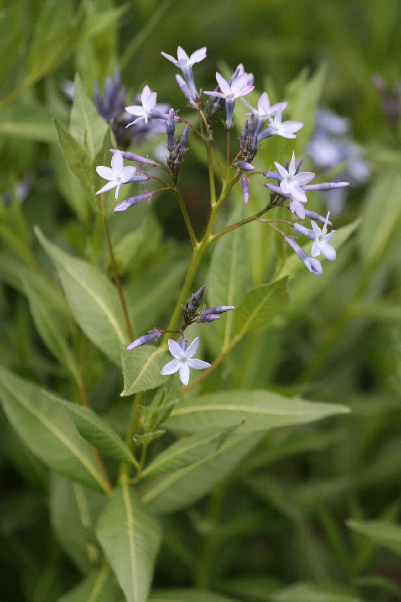 Amsonia 2