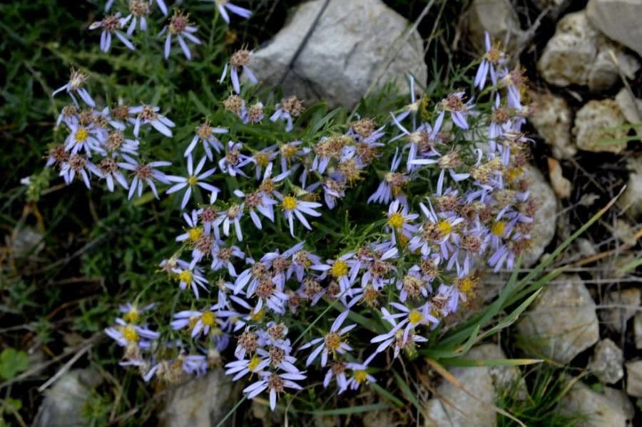 Galatella sedifolia 20
