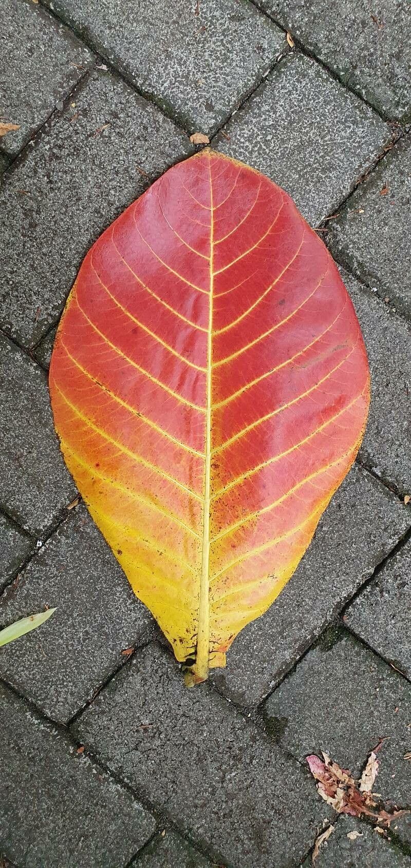 Neolamarckia 2