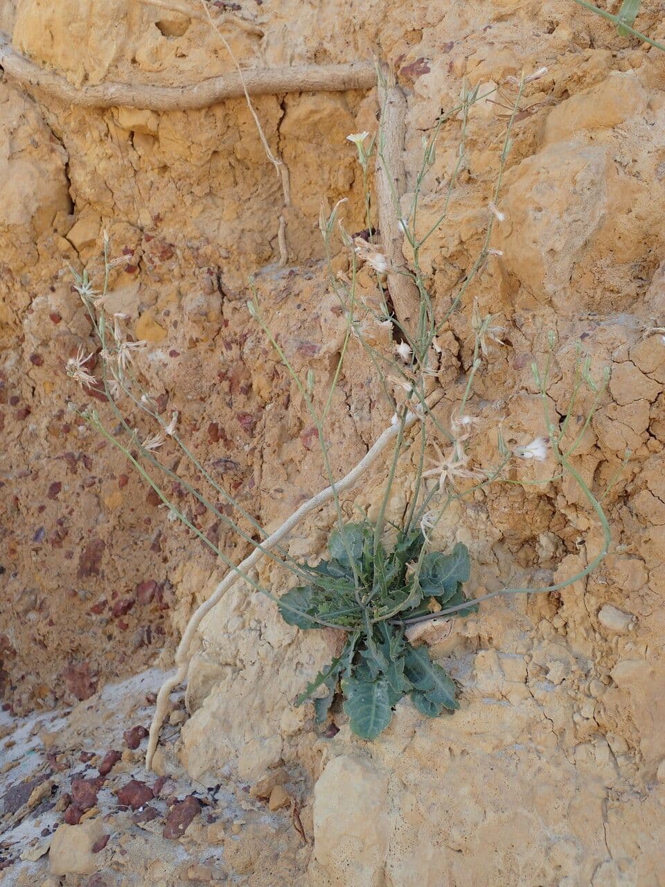 Lactuca indická 5