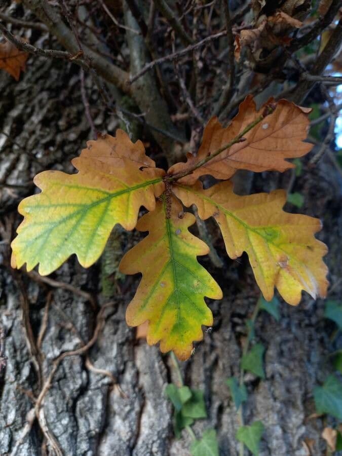 Quercia comune 17