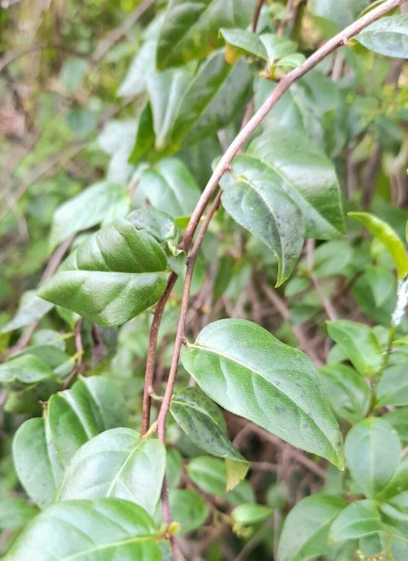 Chiococca alba 19