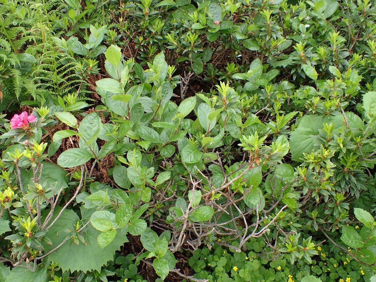 Cotonéaster alpin 13