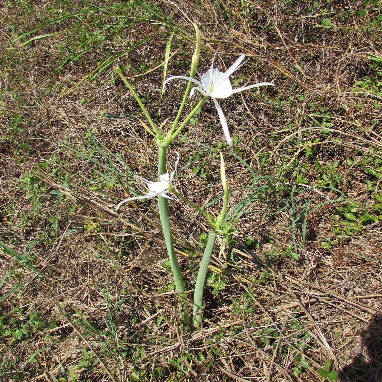 Hymenocallis 6