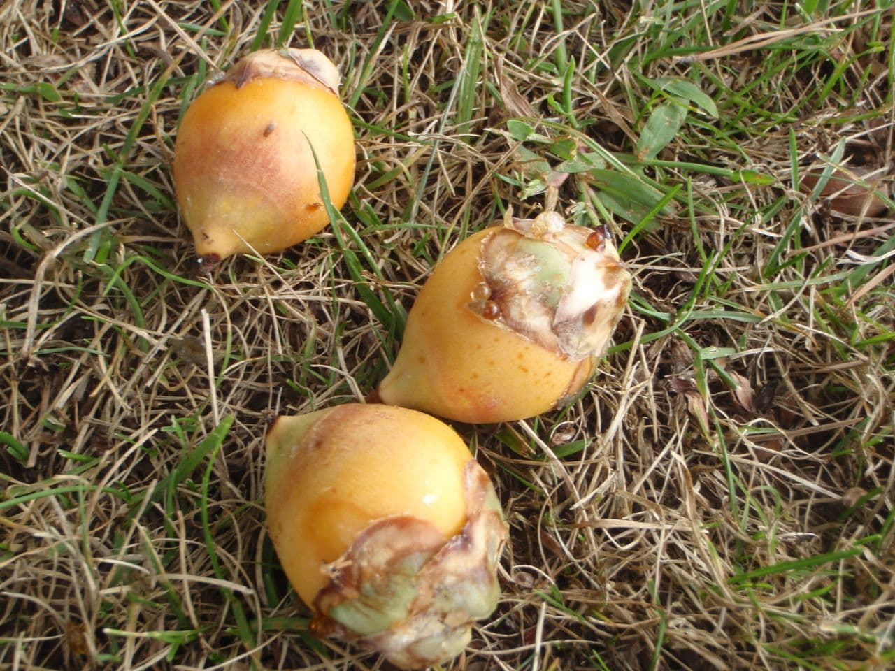 Pindó 5