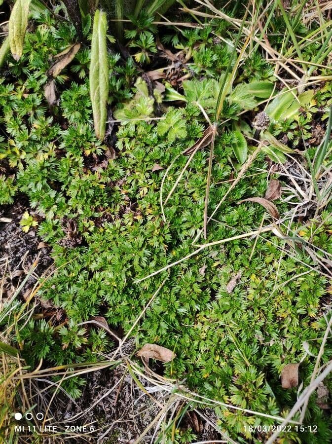 Azorella 7