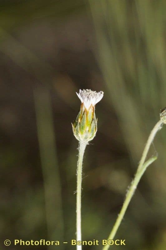 Volutaria 3