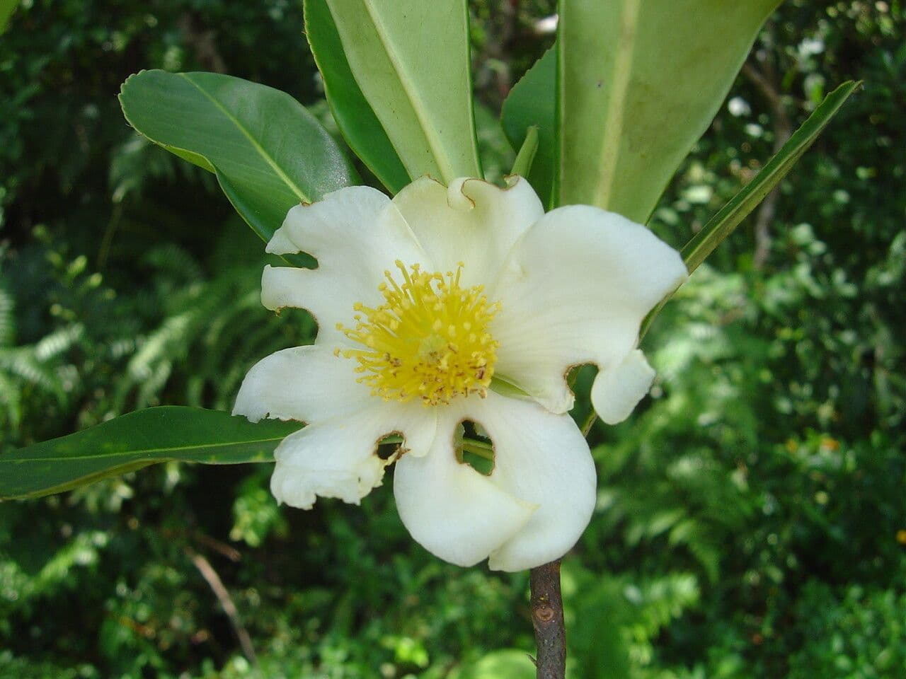Gordonia arbustiva 3