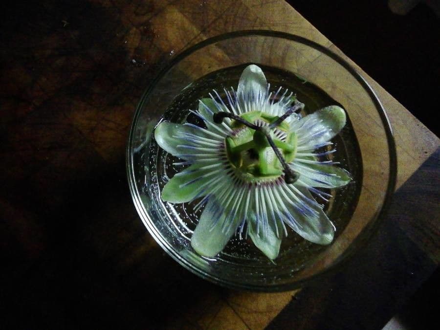 Passiflora fetida 8