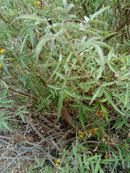 Coreopsis lanceolata 13
