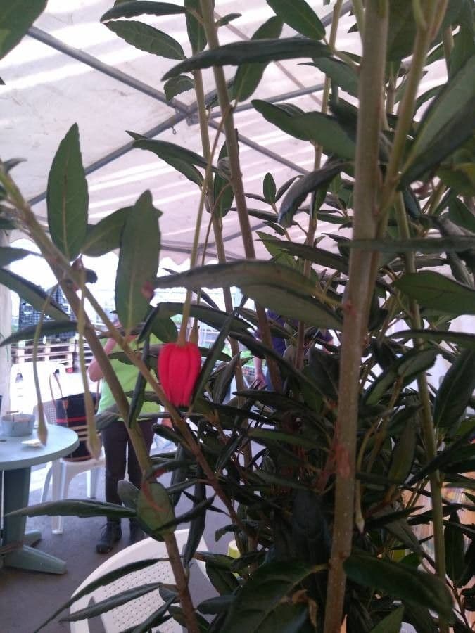 Crinodendron 17
