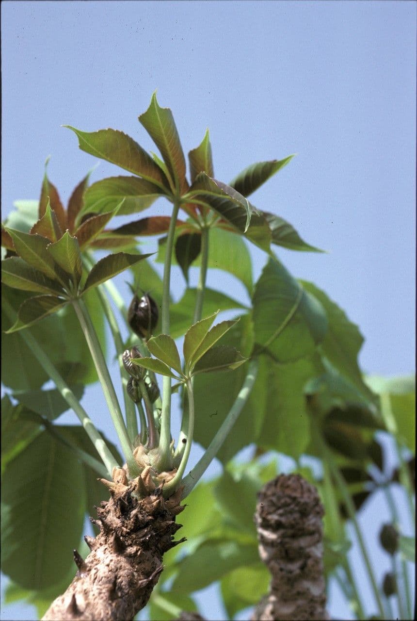 Cussonia 5