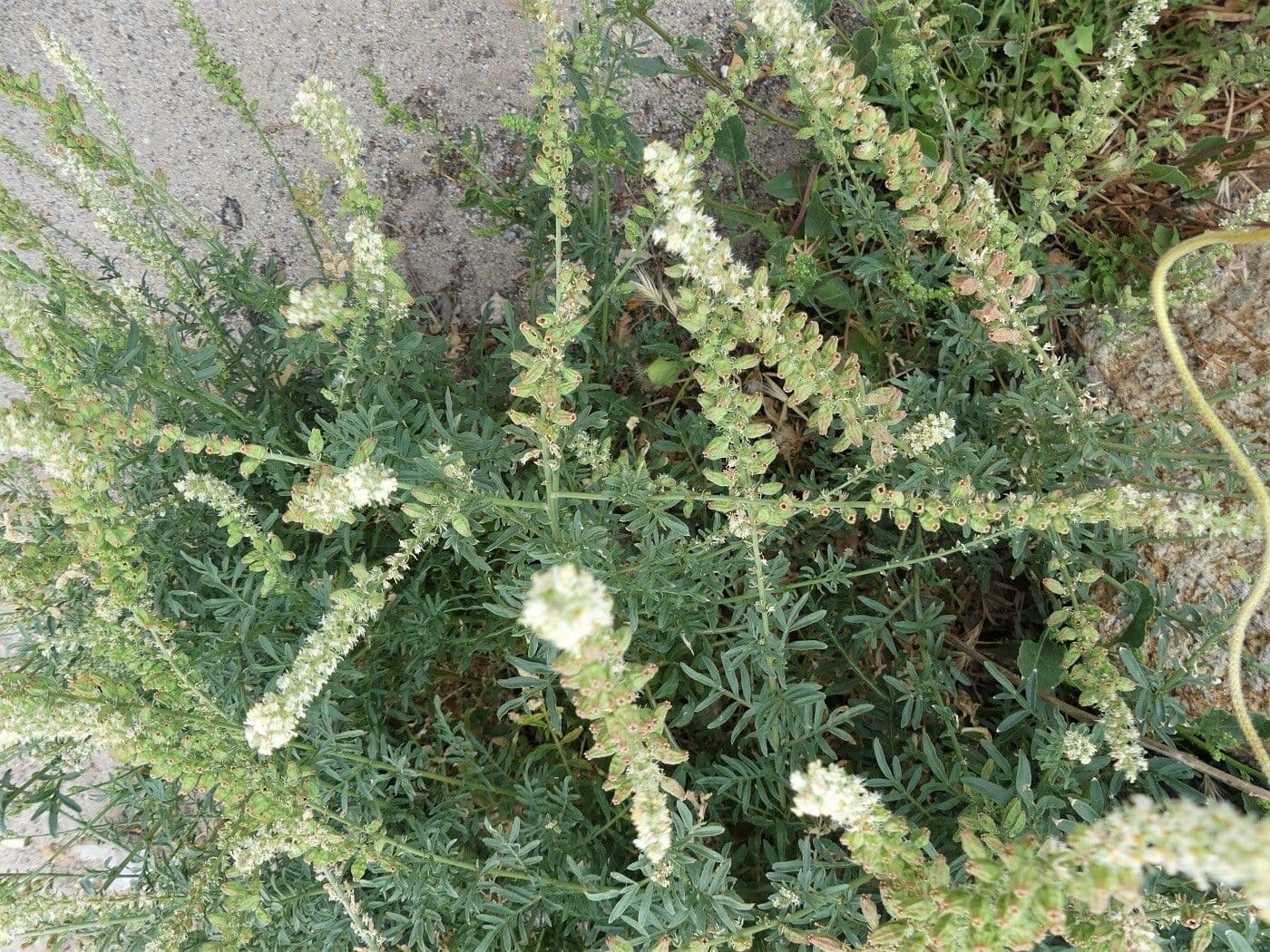 Reseda bianca 29