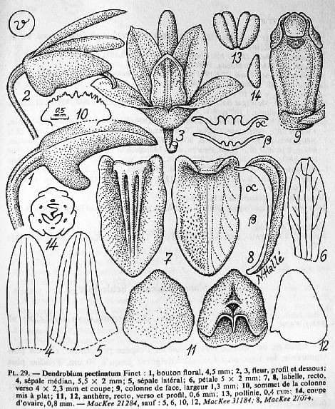 Dendrobium 16