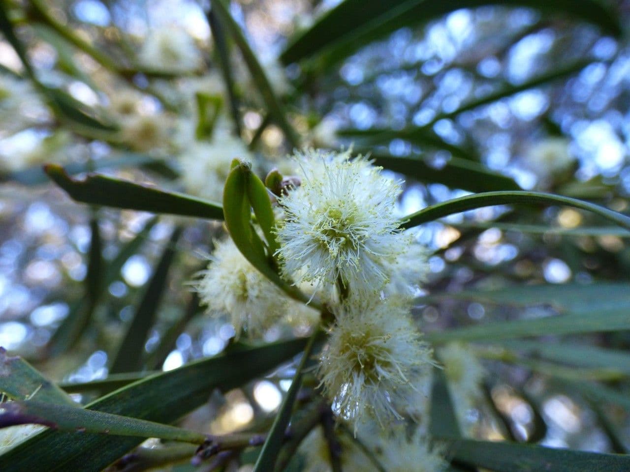 Acacia 9