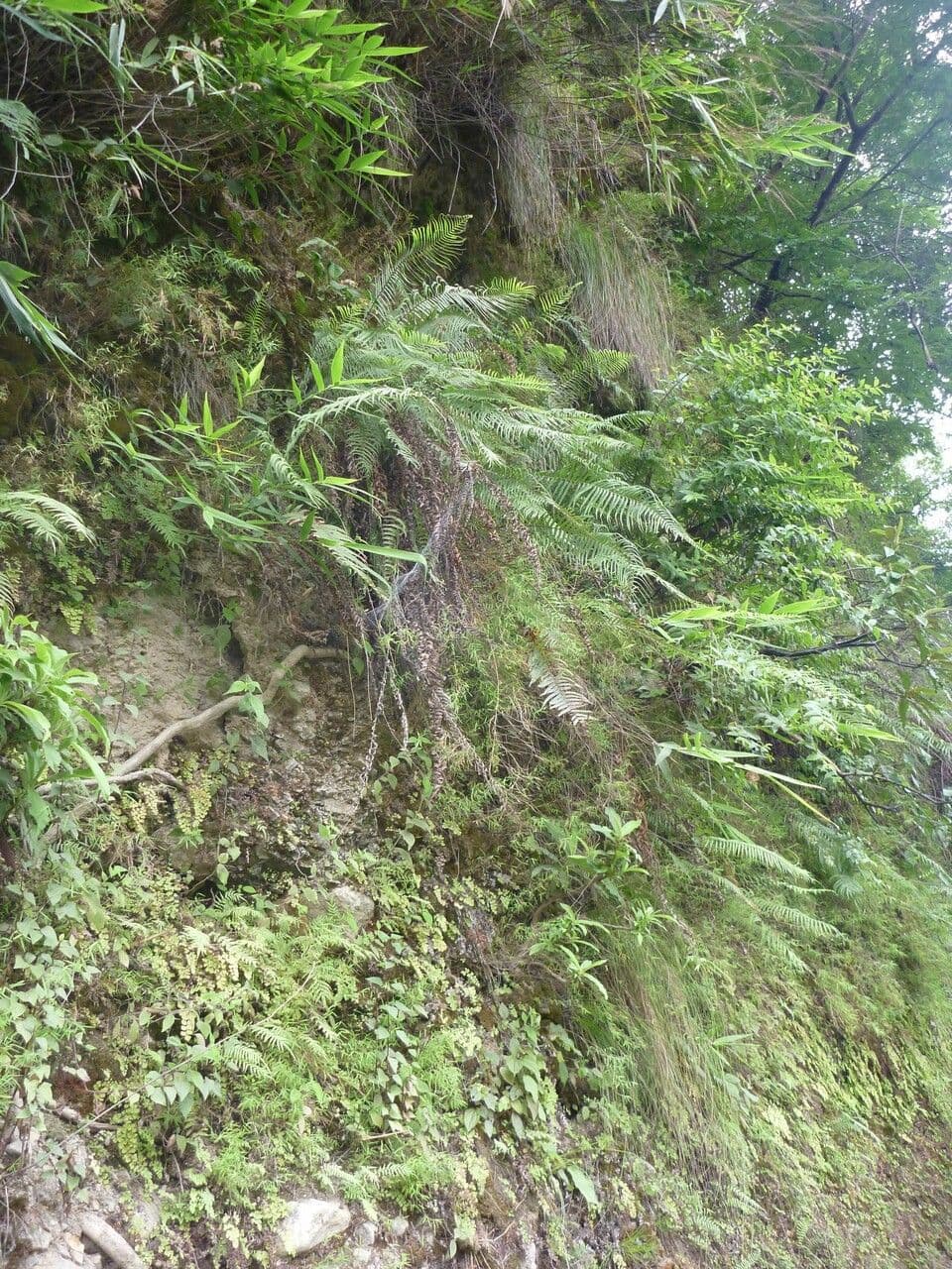 Pteris vittata 19