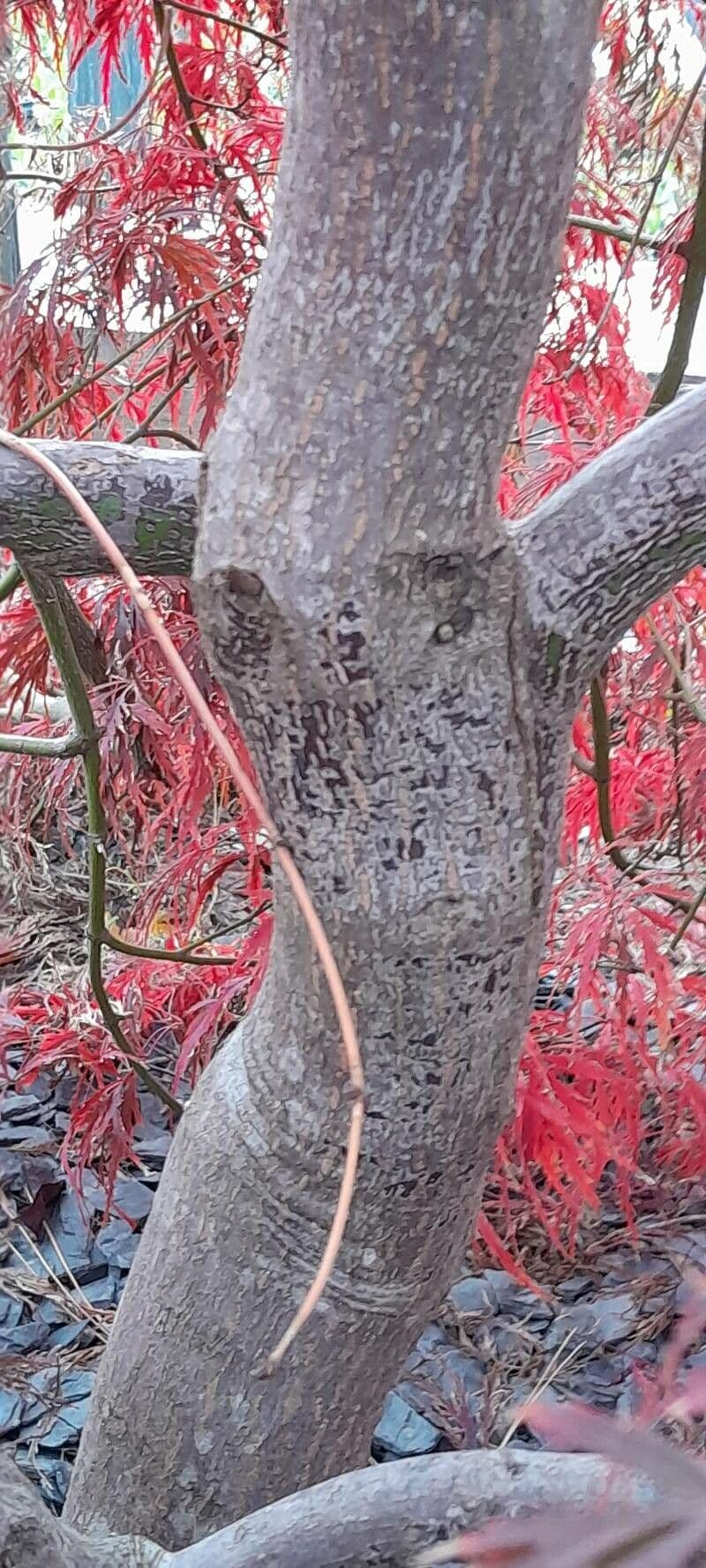 Acero giapponese 22