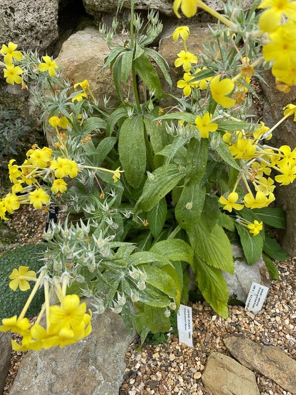 Primula 4