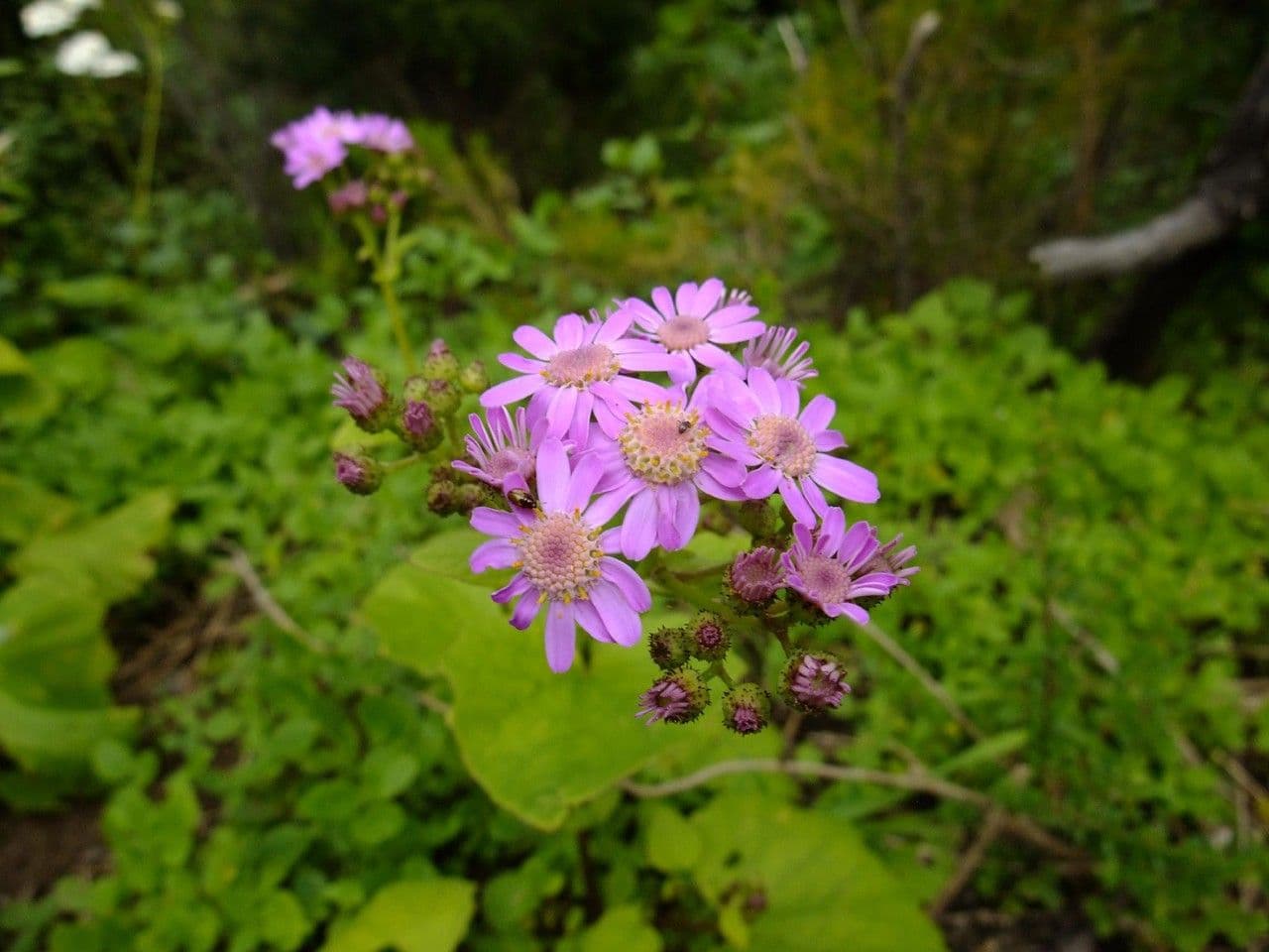 Steetz's Pericallis 5