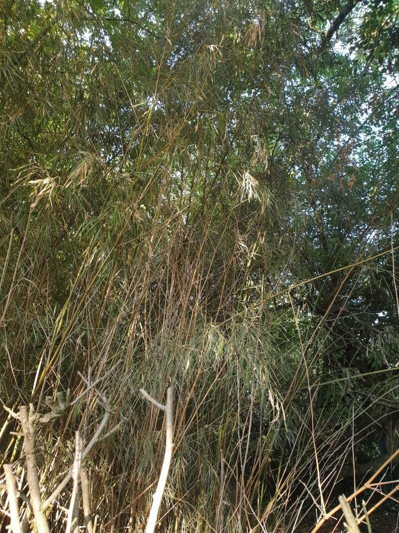 Otatea 7