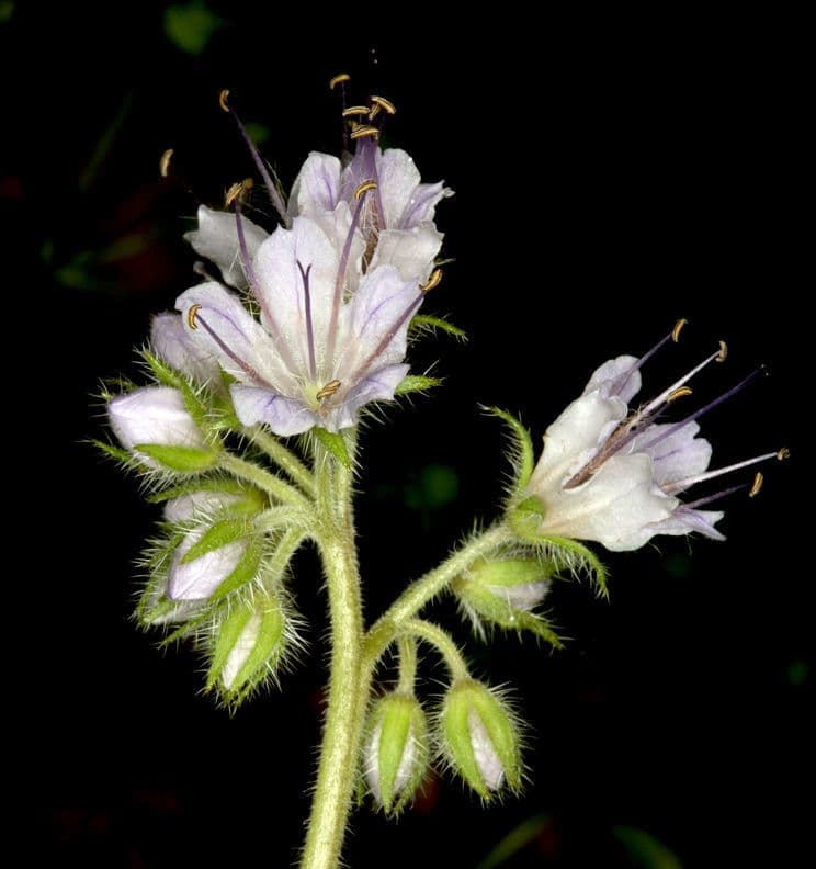 Hydrophyllum occidentale 3