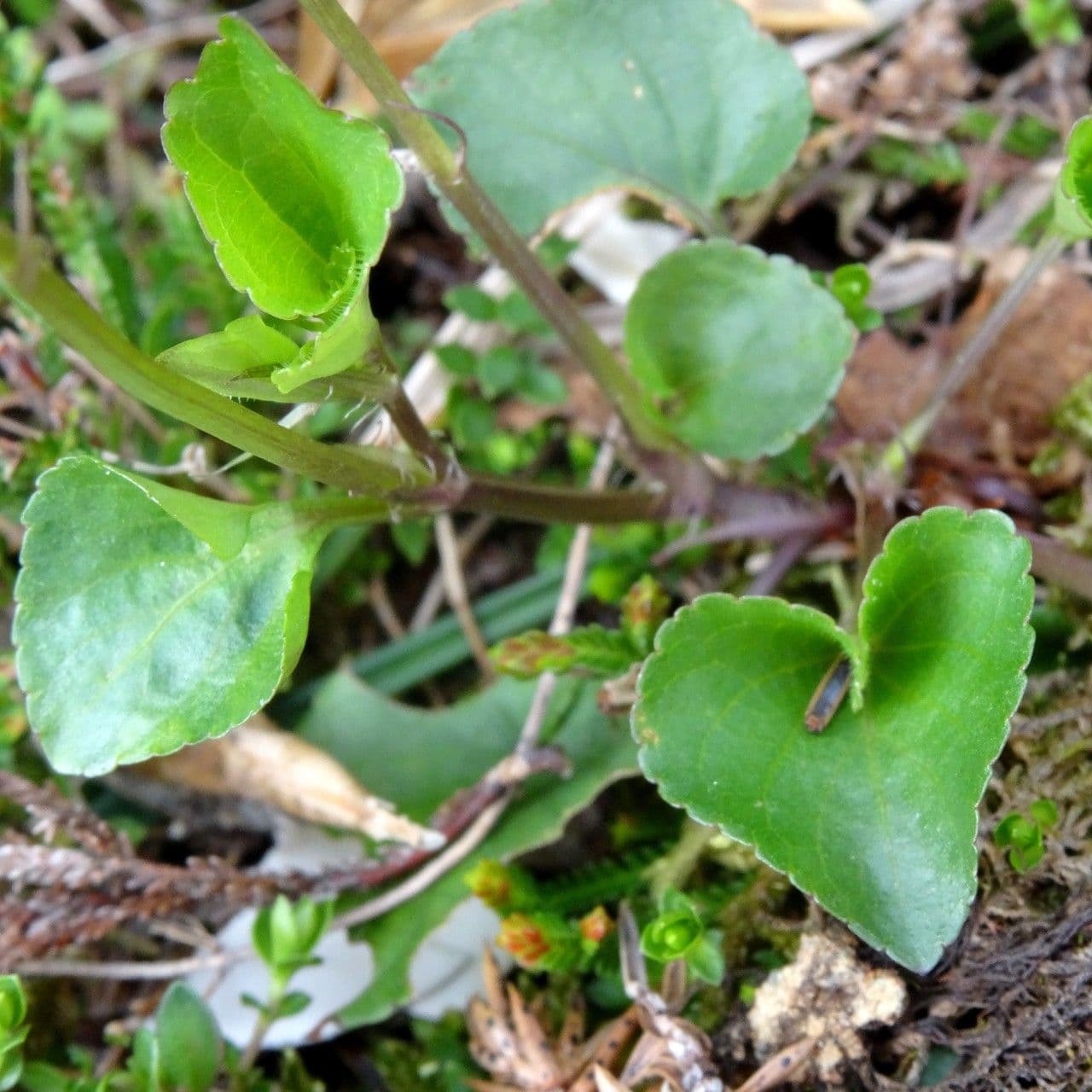 Viola pirenaica 9