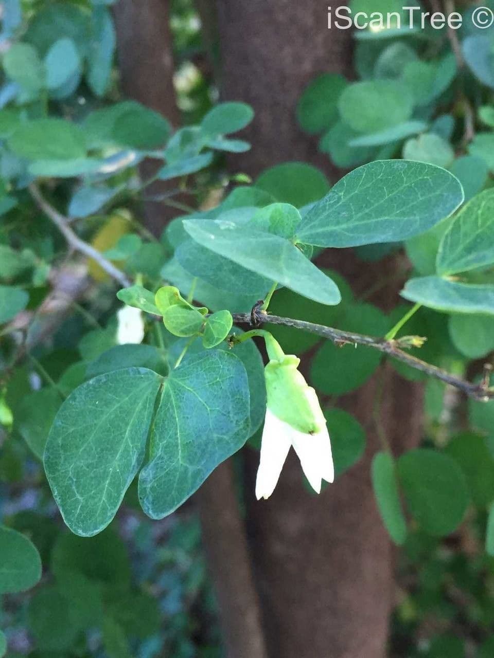 Bauhinia 12