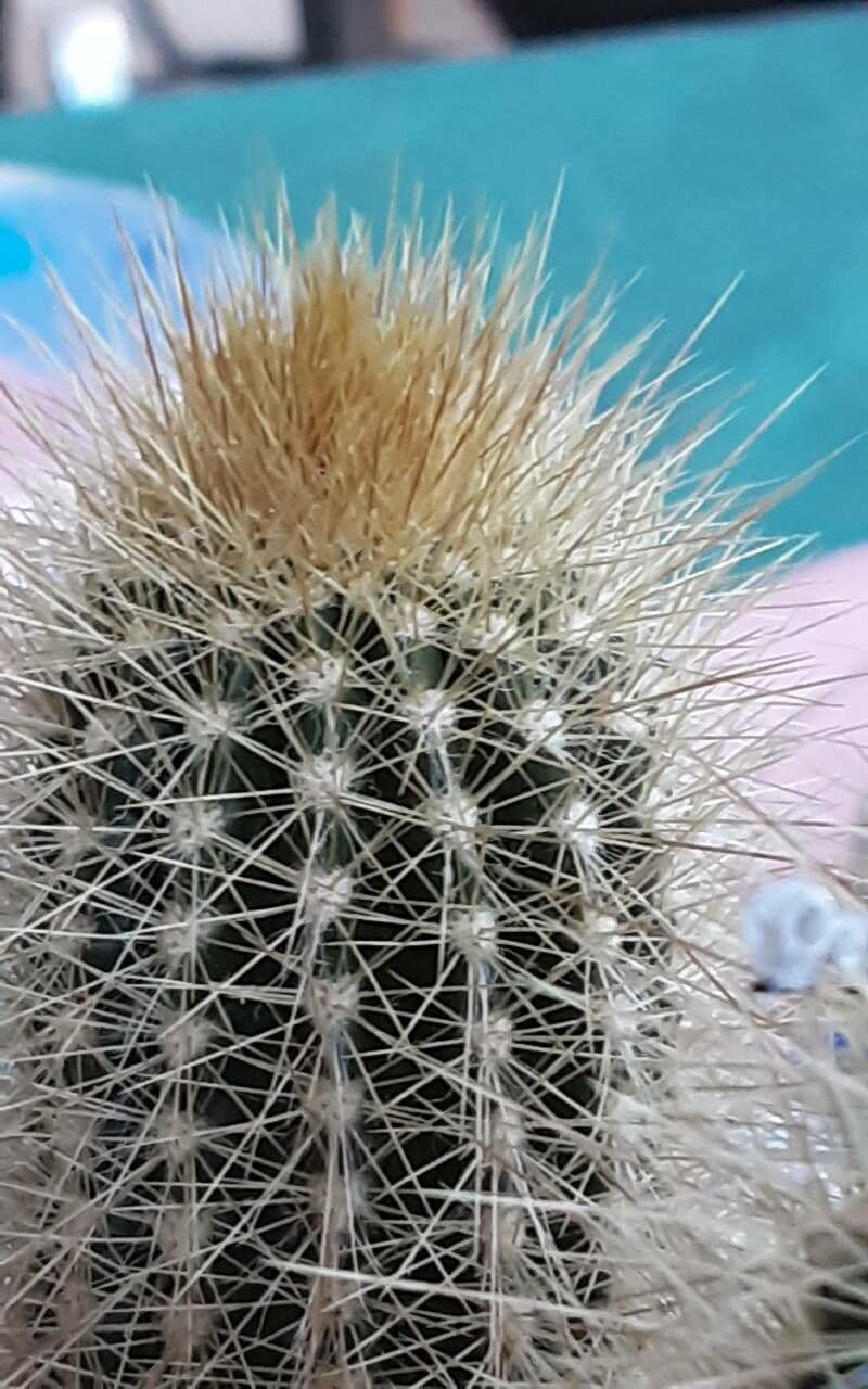 Pilosocereus 16