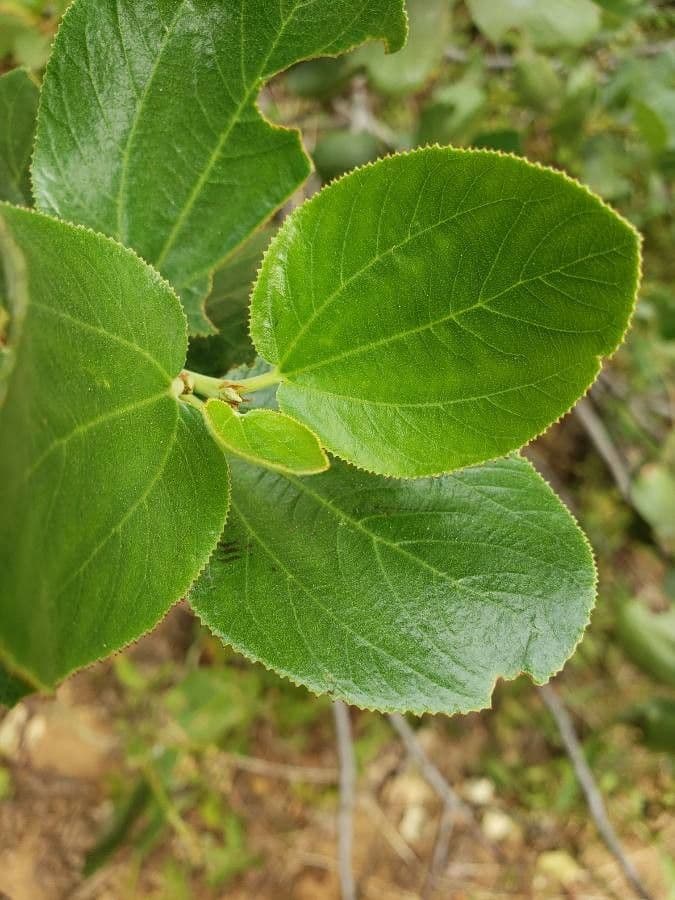 Ceanothus sametový 15