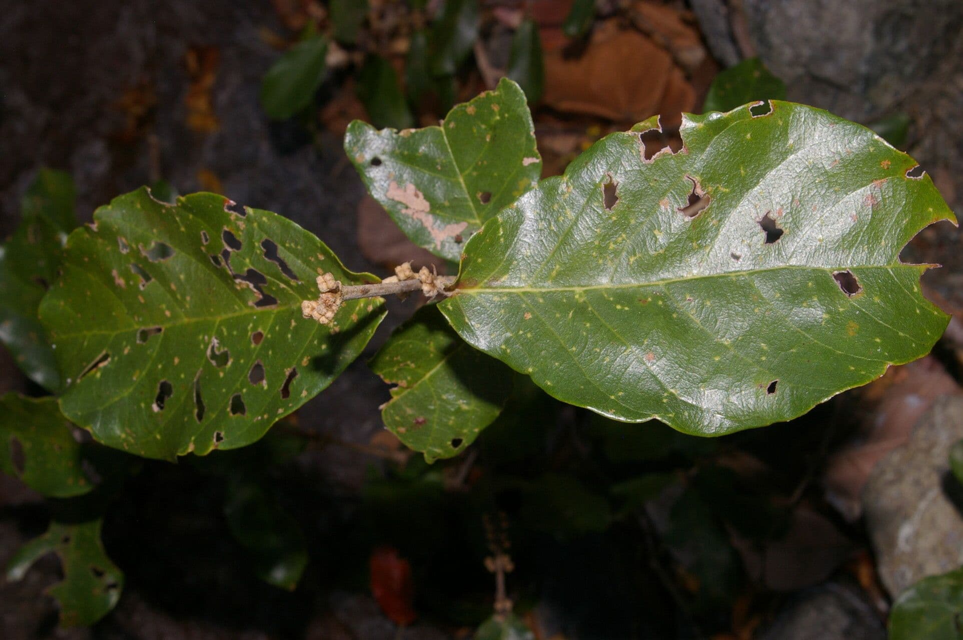 Hiraea reclinata 2