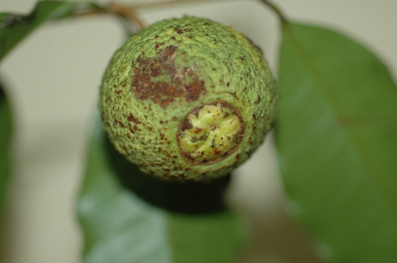 Eugenia neoverrucosa 3