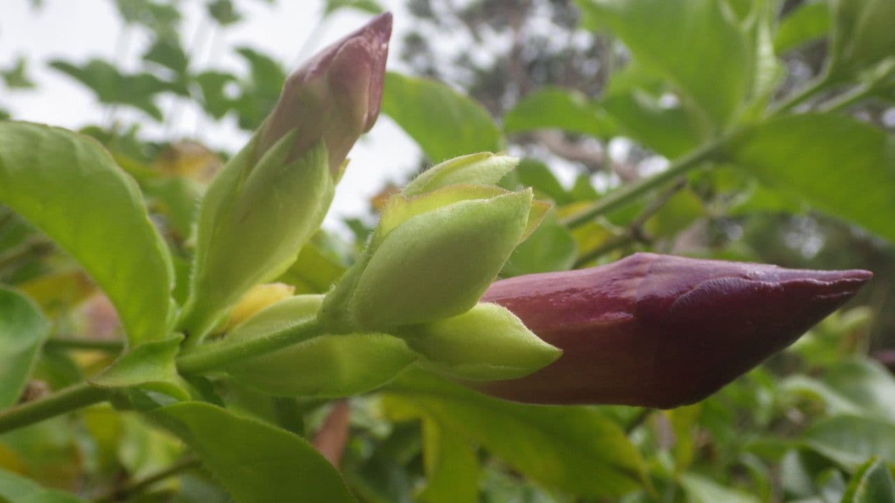 Allamanda viola 28