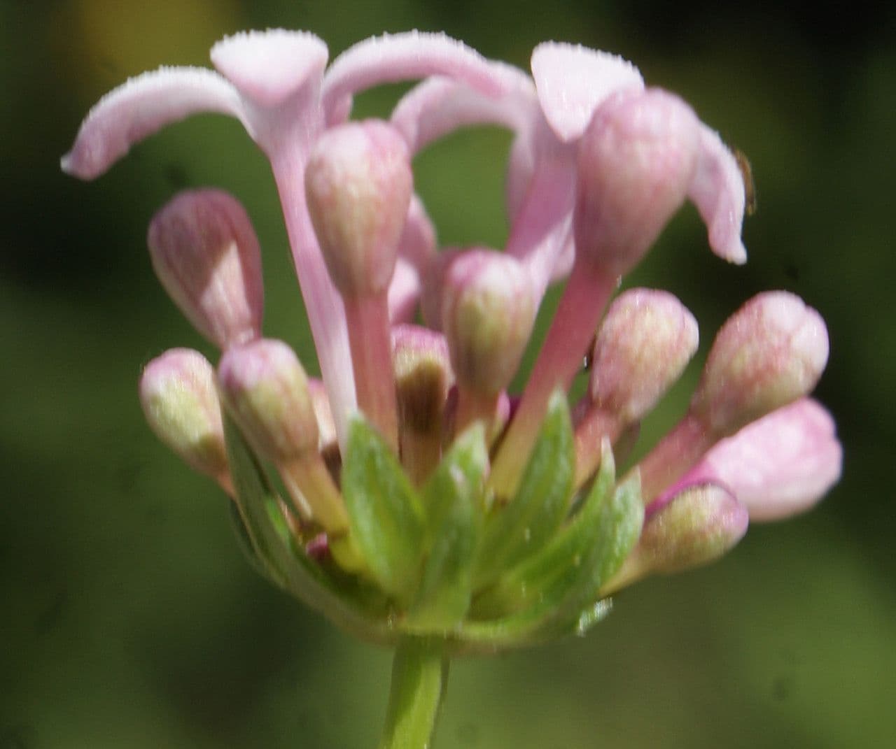 Asperula hirsuta 5