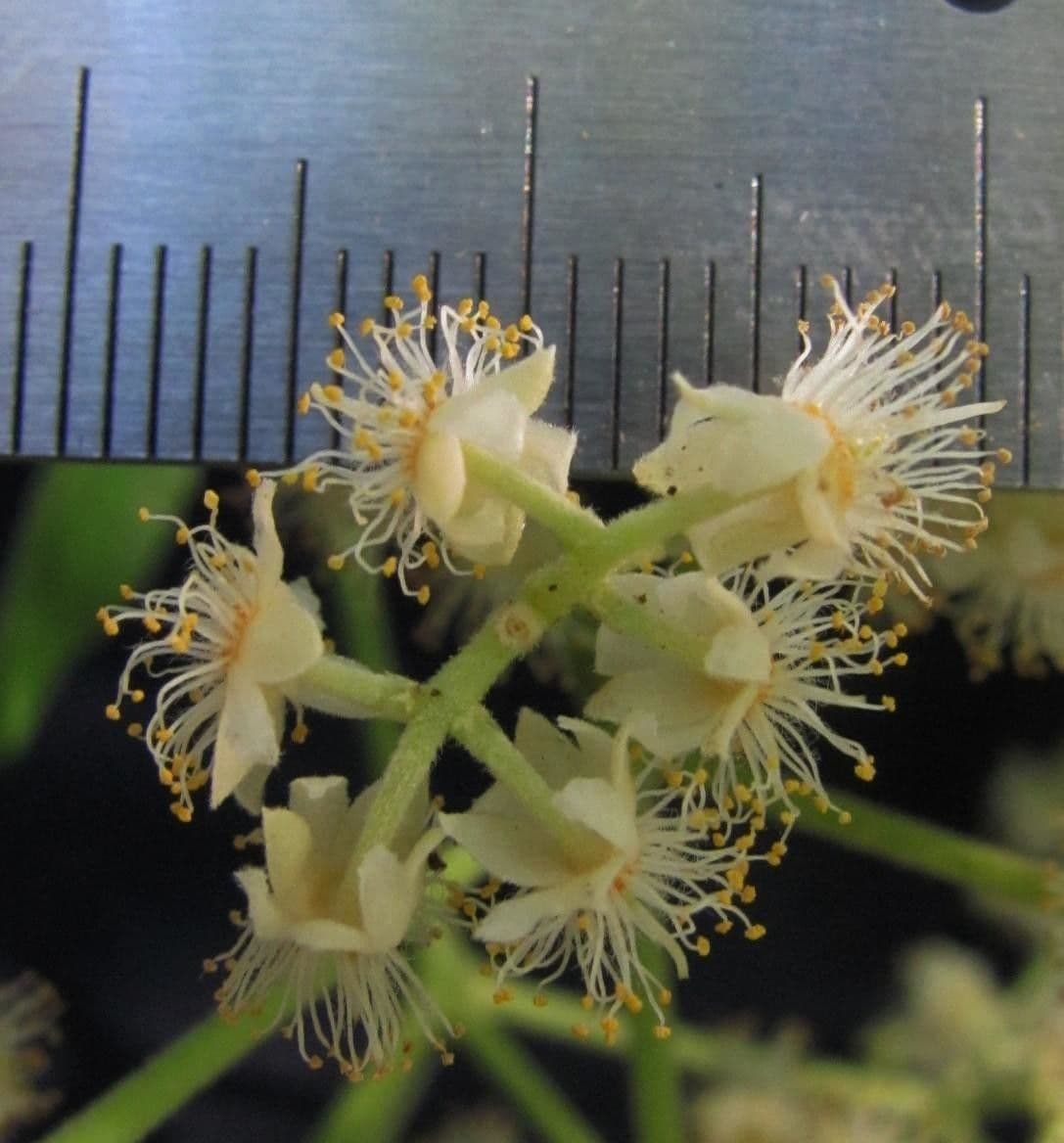 Hasseltia floribunda 7