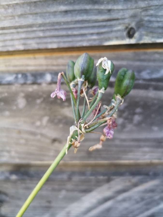 Tulbaghia 3