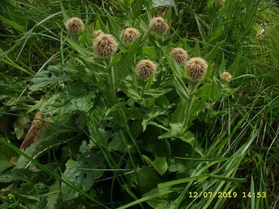 Einköpfige Flockenblume 22