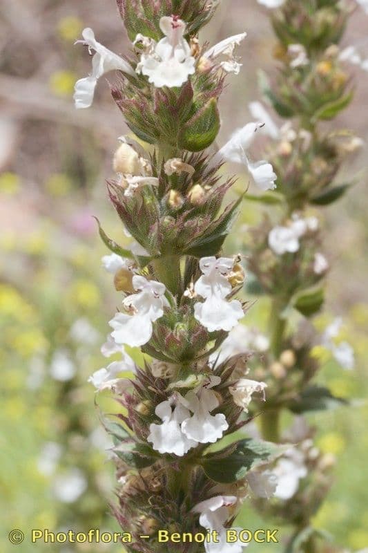 Menta gatuna
