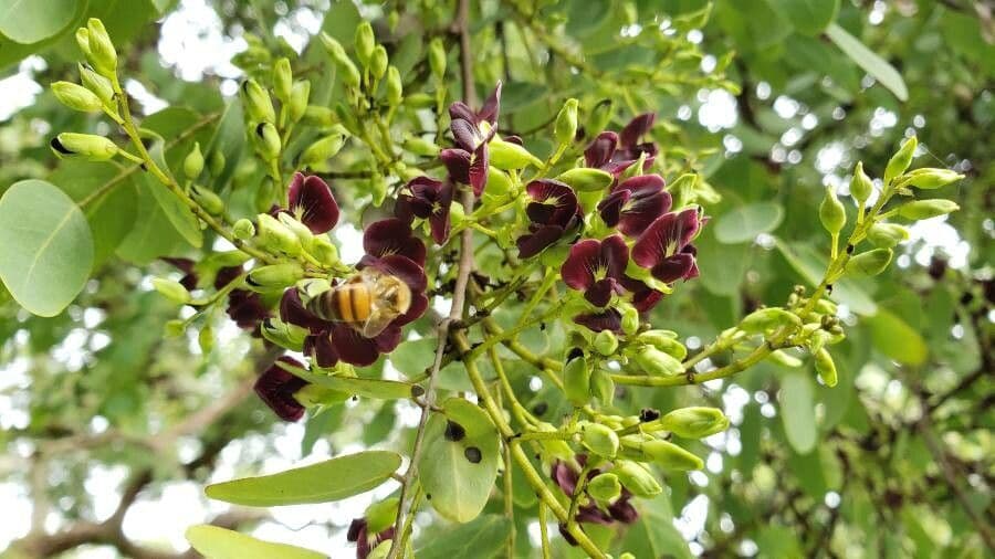 Dalbergia 4