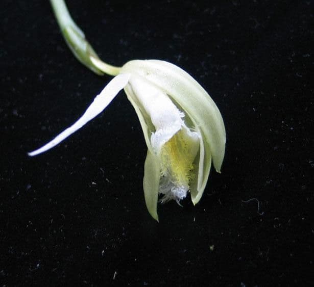 Sobralia 4