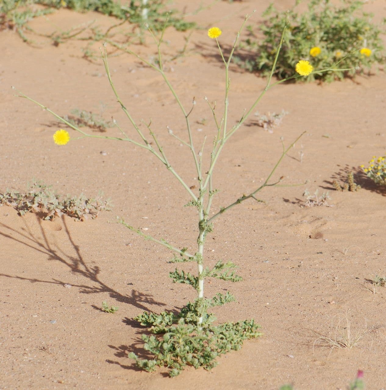 Launea mucronata 19