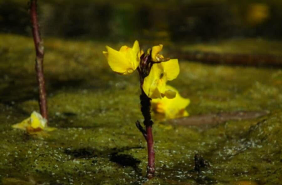 Utricularia común 10