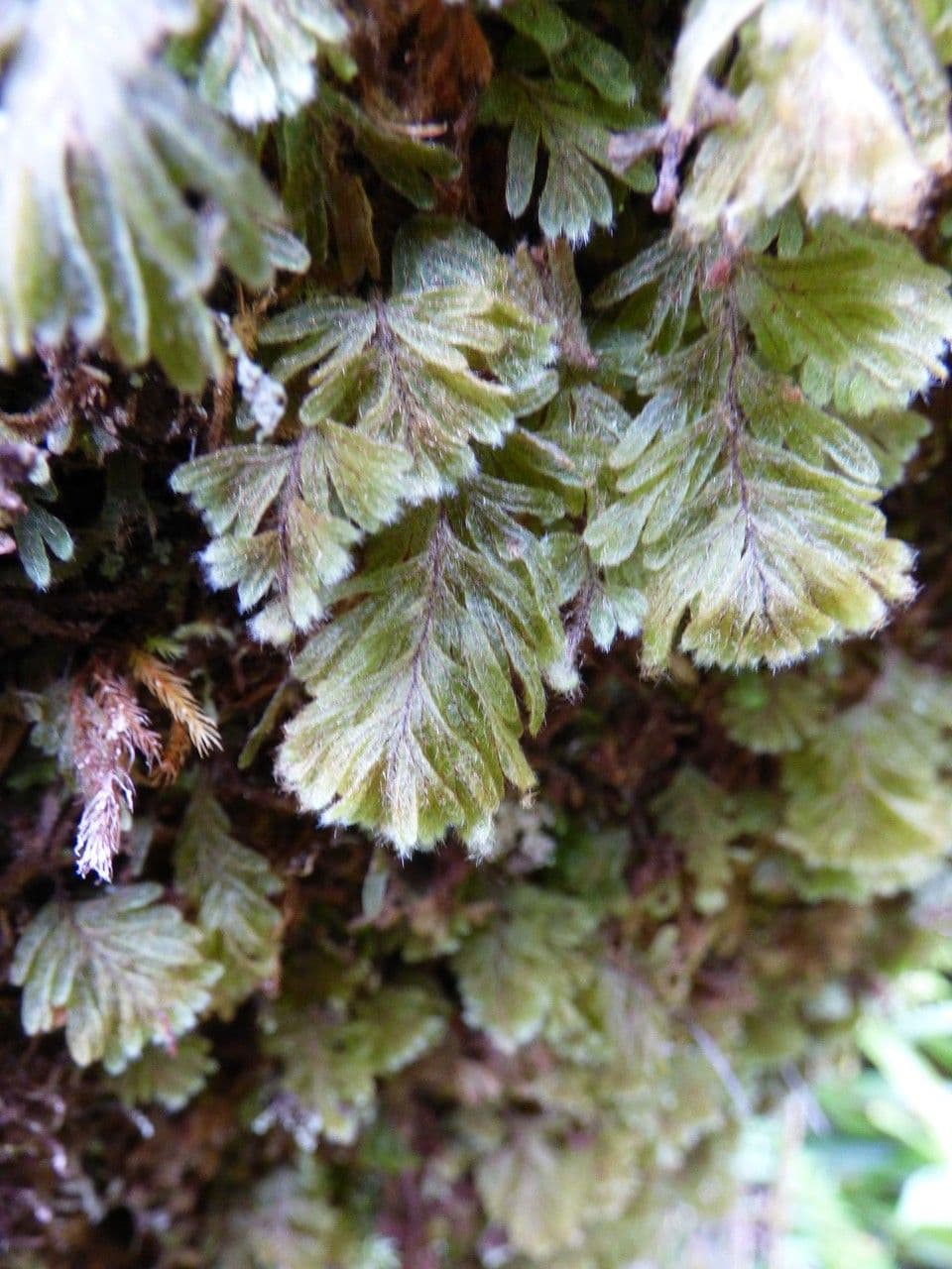 Hymenophyllum 2