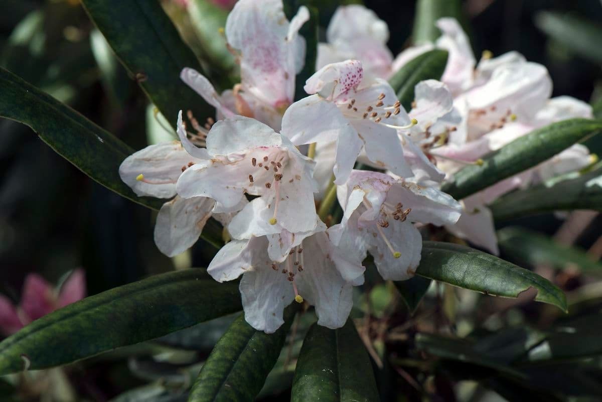 Rododendro 2