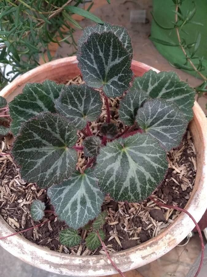 Sassifraga stolonifera 15