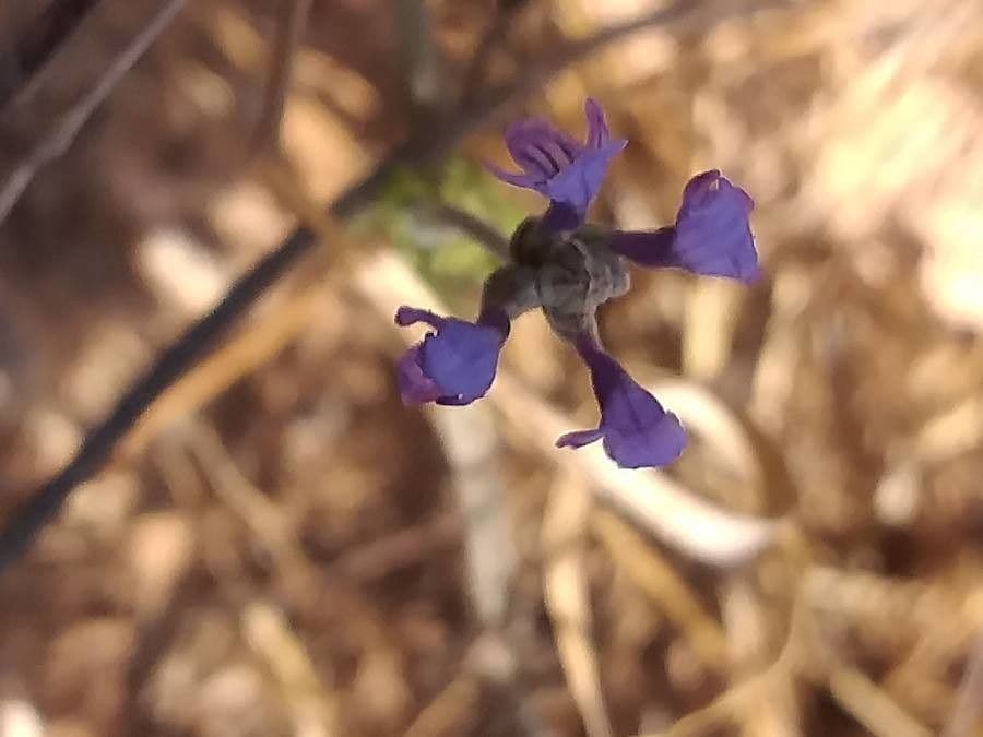 Lavanda 2